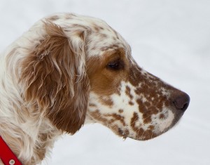 Harry's Buddy Chip